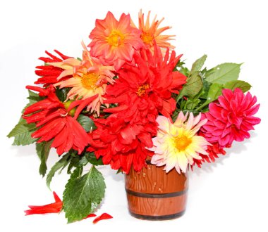 renkli sarı kırmızı iğne dahlia çiçekler su ile damla bir seramik kupa, dağınık yaprakları üzerinde beyaz izole