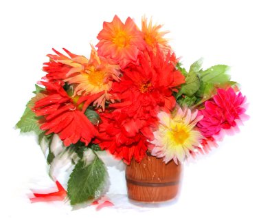 renkli sarı, kırmızı iğne dahlia çiçekler bir seramik kupa su damlaları ile, beyaz izole dağınık yaprakları, hareket bulanık