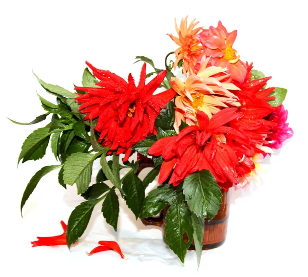 renkli sarı kırmızı iğne dahlia çiçekler su ile damla bir seramik kupa, dağınık yaprakları üzerinde beyaz izole