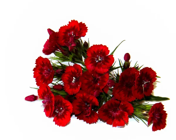 iyi şarap rengi sprey karanfil beyaz izole küçük bir buket