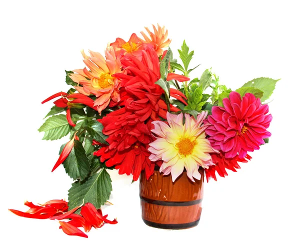 sarı, kırmızı renkli iğne dahlias dağınık yaprakları üzerinde beyaz izole bir seramik kupa