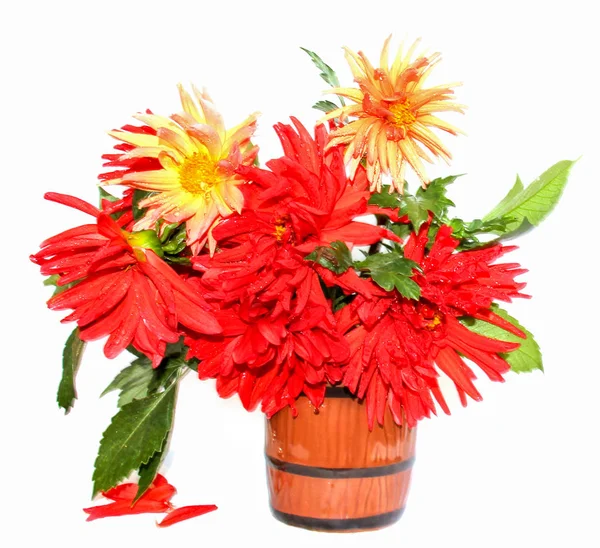 renkli sarı kırmızı iğne dahlia çiçekler su ile damla bir seramik kupa, dağınık yaprakları üzerinde beyaz izole