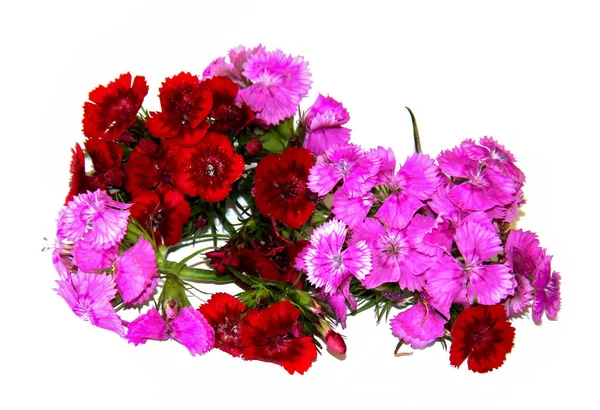 iyi şarap rengi sprey karanfil beyaz izole küçük bir buket