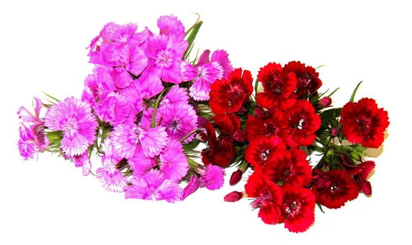 iyi şarap rengi sprey karanfil beyaz izole küçük bir buket