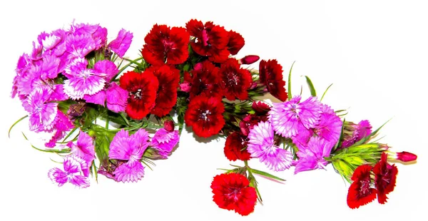 iyi şarap rengi sprey karanfil beyaz izole küçük bir buket