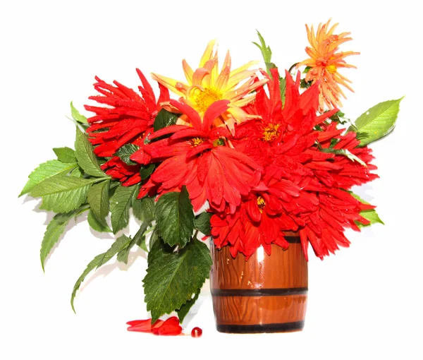 renkli sarı kırmızı iğne dahlia çiçekler su ile damla bir seramik kupa, dağınık yaprakları üzerinde beyaz izole
