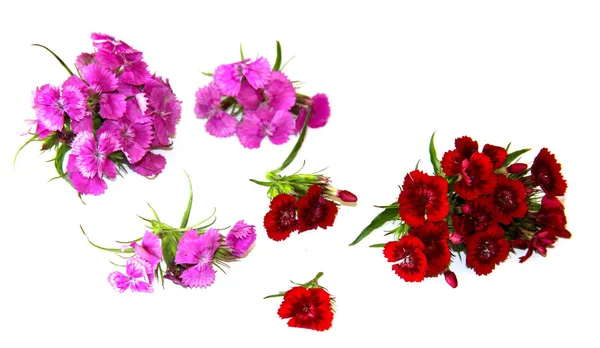 부르고뉴 스프레이 카네이션 절연의 꽃다발 스톡 이미지