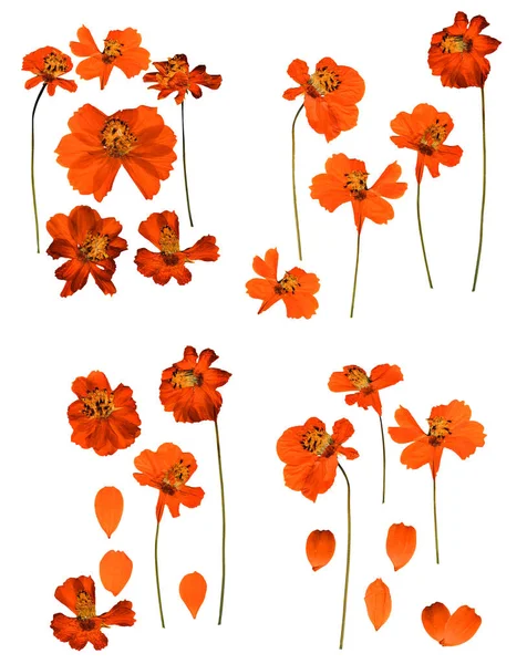 Gedroogde Geperste Kosmeya Delicate Bloemen Van Cosmos Bloemblaadjes Geïsoleerd Wit — Stockfoto