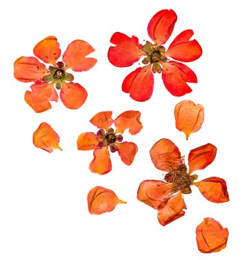 Closeup preslenmiş ve kuru büyük soluk kırmızı çiçekler ve petal ayva bitki ayarlayın. İzole japonica chaenomles çiçeği
