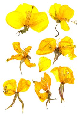 Eschscholzia californica Kupası Altın kuru çiçek çiçek yaprakları turuncu bastırdı. Beyaz arka plan üzerinde üstten görünüm izole düz sarı nasturtium makro kavisli şekli