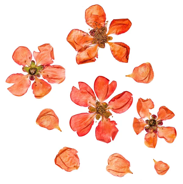 Nahaufnahme Gepresst Und Getrocknet Große Blassrote Blüten Und Blütenblätter Quittenpflanze — Stockfoto