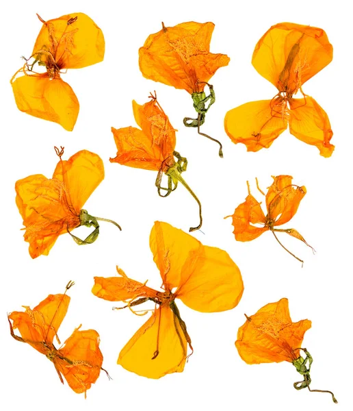 Eschscholzia Californica Kopje Gouden Droge Bloemen Bloei Oranje Ingedrukt Bloemblaadjes — Stockfoto