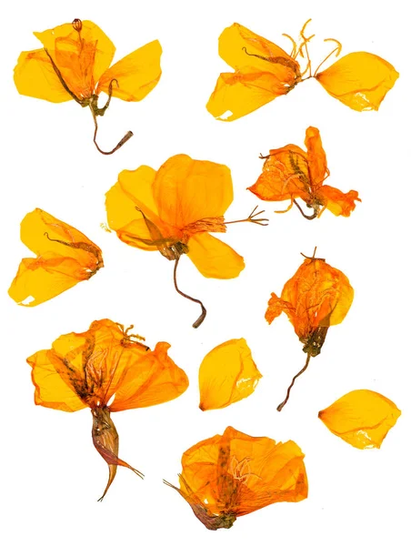 꽃에서 Eschscholzia Californica 오렌지 꽃잎을 눌렀습니다 평면도에 매크로 스톡 사진