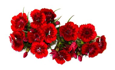 iyi şarap rengi sprey karanfil beyaz izole küçük bir buket