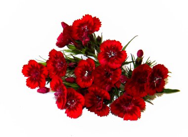 iyi şarap rengi sprey karanfil beyaz izole küçük bir buket