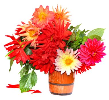 renkli sarı kırmızı iğne dahlia çiçekler su ile damla bir seramik kupa, dağınık yaprakları üzerinde beyaz izole