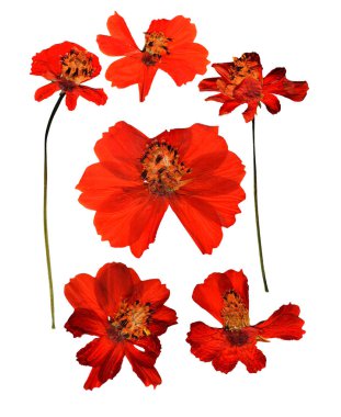 Basılı kosmeya, Cosmos narin çiçek ve yaprakları üzerinde beyaz izole kurutulmuş