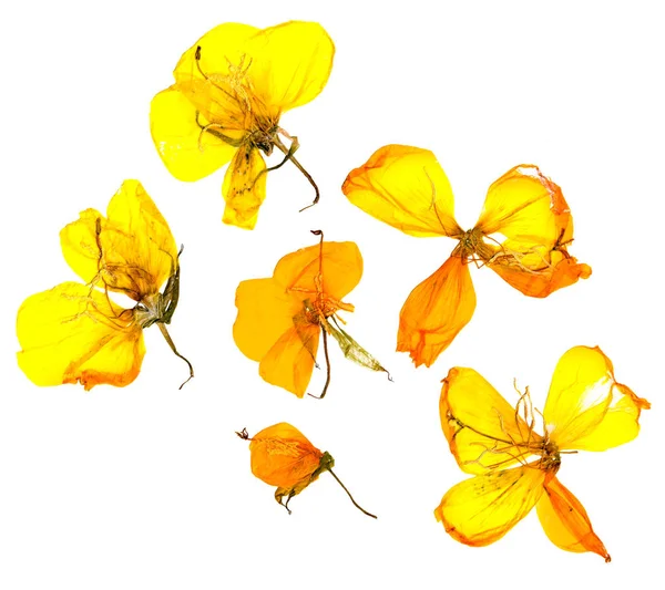 Eschscholzia Californica Cup Gold Dry Flowers Bloom Orange Pressed Petals — Stock Photo, Image