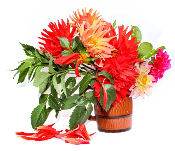 sarı, kırmızı renkli iğne dahlias dağınık yaprakları üzerinde beyaz izole bir seramik kupa