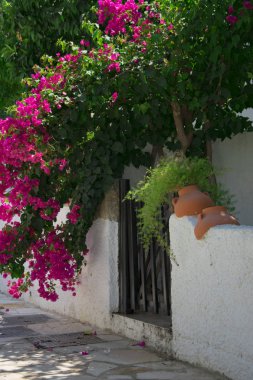 Bougainvillaea çiçek açan bush ile beyaz ve pembe çiçekler bir St