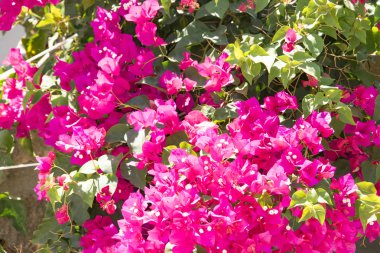 Bougainvillaea çiçek açan bush ile beyaz ve pembe çiçekler, yaz
