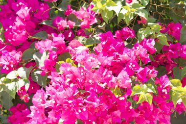 Bougainvillaea çiçek açan bush ile beyaz ve pembe çiçekler, yaz