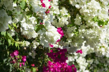 Bougainvillaea çiçek açan bush ile beyaz ve pembe çiçekler, yaz