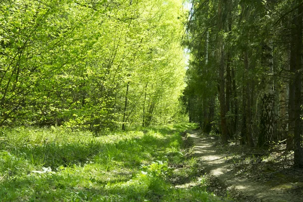spring panorama of a scenic forest of trees with fresh green lea