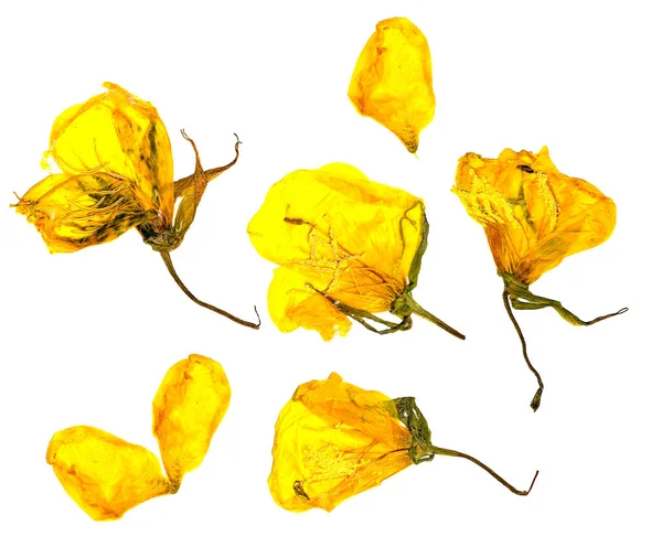 Eschscholzia californica gouden kopje droge bloemen in bloei, oranje p — Stockfoto