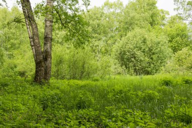 yaz manzara, Park, piknik alanı, yollar, nehir