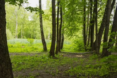 yaz manzara, Park, piknik alanı, yollar, nehir