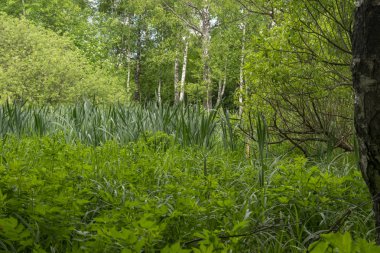yaz manzara, Park, piknik alanı, yollar, nehir