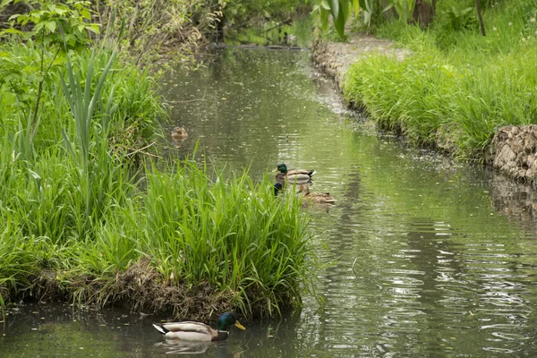 Летний пейзаж, парк, серые утки на пруду — стоковое фото
