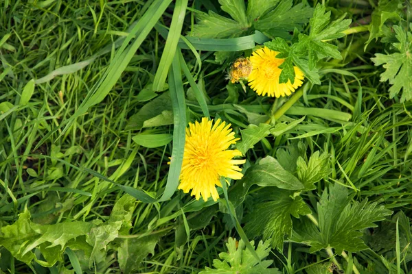 Zomer landschap, Park, gele pluizige paardebloemen onder dikke juic — Stockfoto