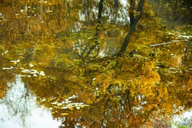 Sonbahar Parkı, ağaçlar göletyansıyan, soldu yapraklar