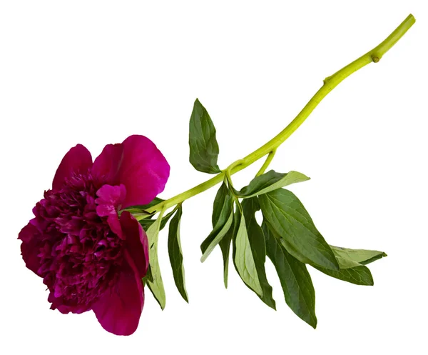 Terry flor roxa peônia isolada — Fotografia de Stock