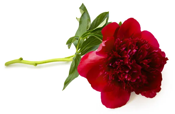 Terry peônia flor vermelha isolada — Fotografia de Stock