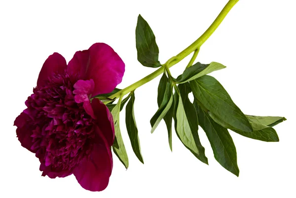 Terry flor roxa peônia isolada — Fotografia de Stock