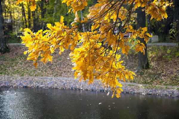 Parc d'automne, arbres reflétés dans l'étang, feuilles desséchées — Photo