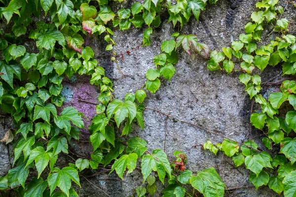 Duvarda büyüyen yeşil sarmaşığı görebilirsiniz.