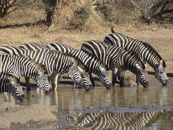 Zebra in line drinking at a waterhole, with reflection.