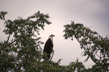 Afrika balığı bir ağacın tepesinde durmakta.