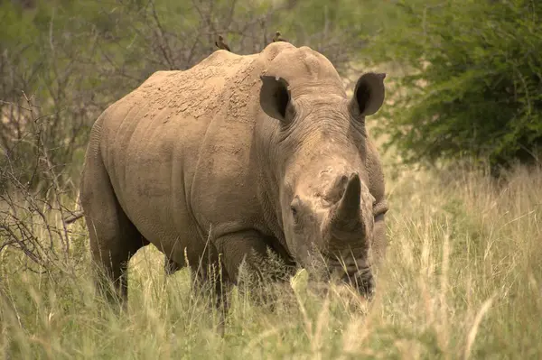 Egy Kíváncsi Rhino Néz Kamerába — Stock Fotó