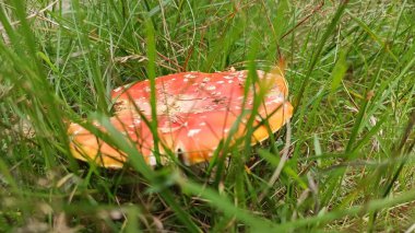 agarik, mantar, ot, orman, yeşil