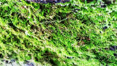 Kışın güzel yeşil yosun