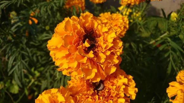 Schöne Knospe Von Oranger Farbe — Stockfoto