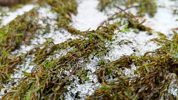 Снег Водорослях Зимой — стоковое фото