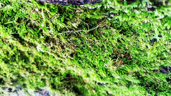 Kışın güzel yeşil yosun