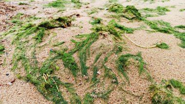 Sahildeki kumsalda gölden çimenler.