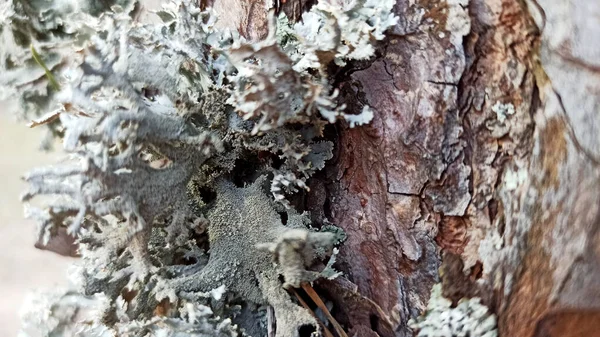 Ağaç kabuğunun karmaşık desenleri